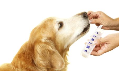 When is the best time to give my pet their medication?
