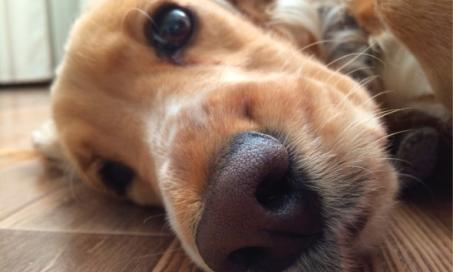 你可能不知道的狗鼻子的8个事实