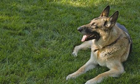 The Dangers of Lawn Chemicals: Is Your Perfect Lawn Killing Your Pet?