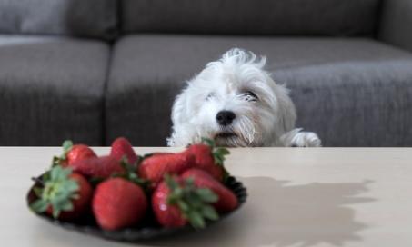 水果可以吃狗?