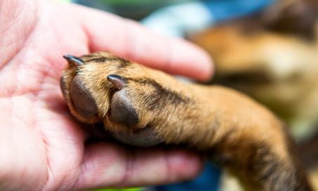 Clipping Nails: A How-To Guide for Puppies (and Dogs) | PetMD
