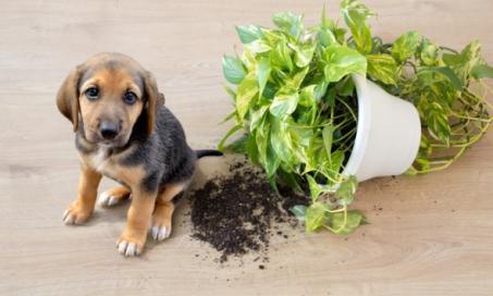 Flowers and Plants That Are Safe for Dogs