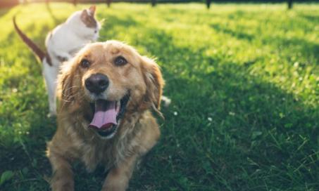 Why You Need to Stay Current on Flea, Tick, and Heartworm Protection