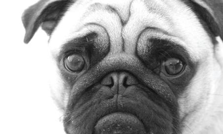 FDA: Jerky Treats Kill 1,000 Dogs, Cause Illness in 3 People