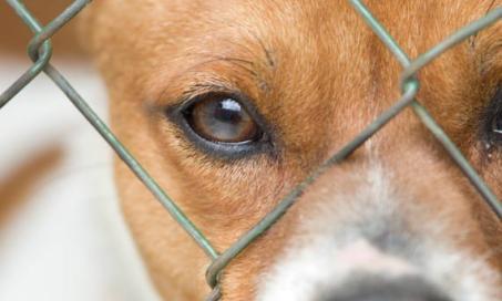 Rabid Dog Up for Adoption Enters U.S. with Falsified Papers