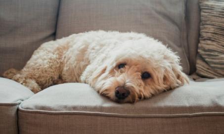 6 Things in Your House That Could Be Triggering Your Pet’s Allergies