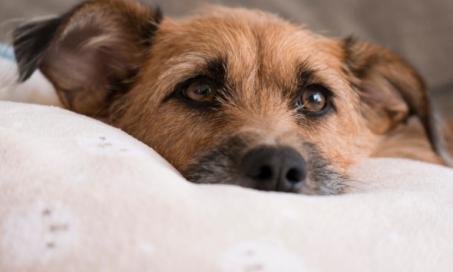Legg-Calvé-Perthes Disease in Dogs