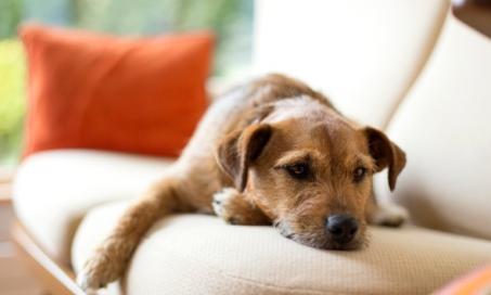 如何判断你的狗是否发烧，该怎么做