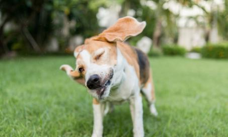 Head Shaking in Dogs: When to Worry