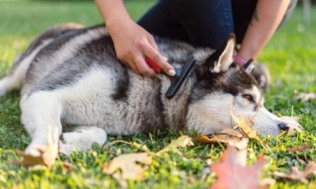 How to Stop a Dog From Shedding So Much