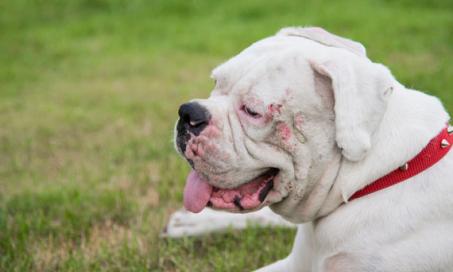 How can I treat my dog’s skin problems?
