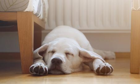 4 Sleep Disorders in Dogs