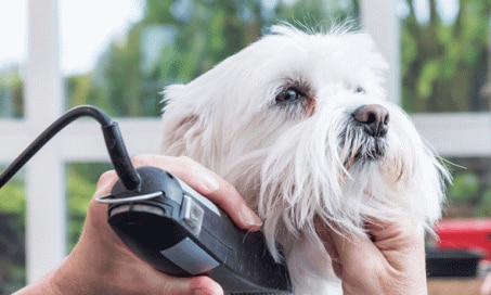 can you use baby sunscreen on dogs