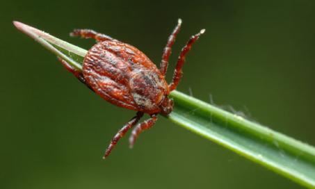 Guide: Massive Tick Populations May Threaten You and Your Pet