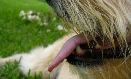 Does Your Dog Have Asthma?