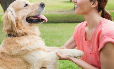 Training Tips to Strengthen Your Bond With Your Dog