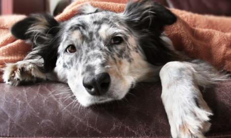How to Manage Chronic Dog Illnesses Without Getting Overwhelmed