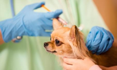 犬只疫苗接种时间表:犬只和幼犬需要注射哪些疫苗?