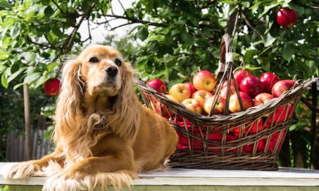 Which Fall Fruits are Healthiest for Pets?