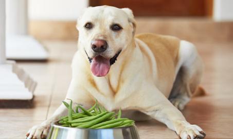 The Green Bean Diet - Is It Good Enough for Your Dog?