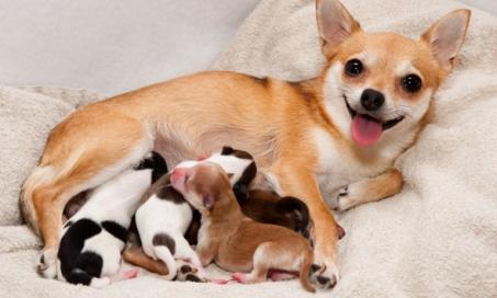 狗怀孕，出生和产后护理:完整指南