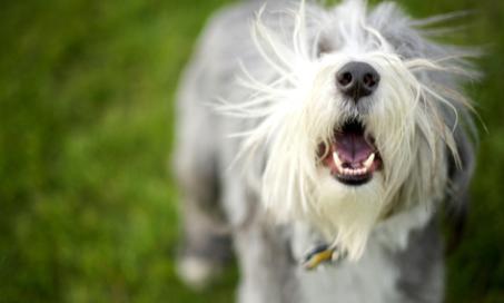 5 Reasons Your Dog Won’t Stop Barking