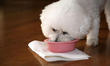 is high protein bad for dogs