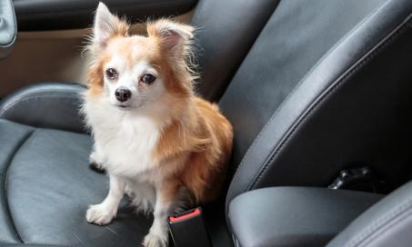 研究:近一半的宠物父母没有为他们的狗配备汽车安全装置
