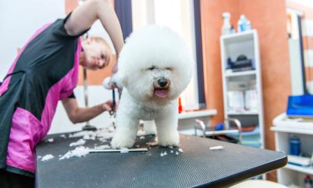 How to Become a Dog or Pet Groomer