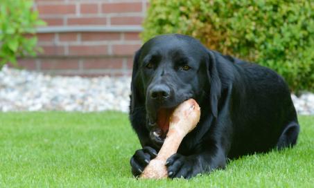 How to Use Bones in a Dog's Raw Food Diet