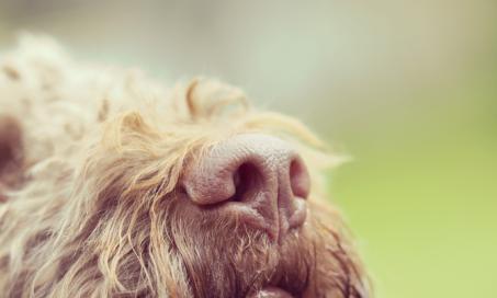 what causes a dogs nose to bleed