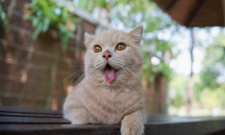 Excessive Production of Saliva in Cats