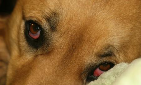 Droopy Eye in Dogs