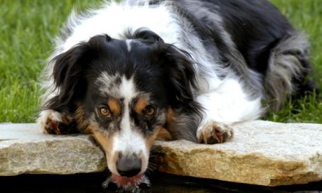 E. Coli infection in Dogs