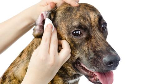Top Five Tips for Treating Ear Infections in Dogs and Cats