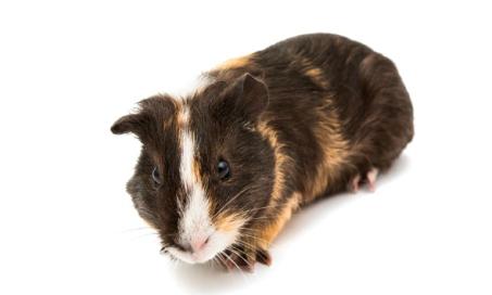 Ear Infections in Guinea Pigs