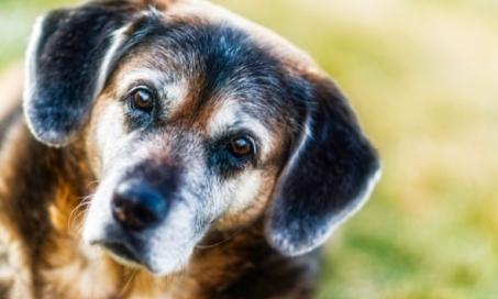 5 Surprising Senior Dog Care Tips