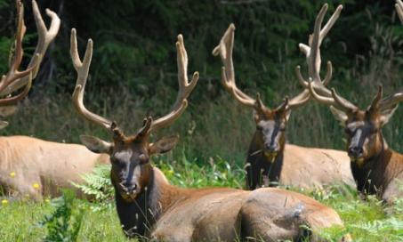 CDC Warns of Spike in Cases of Chronic Wasting Disease in Deer, Elk and Moose
