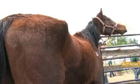 Over 130 Malnourished Horses Rescued from Maryland Farm