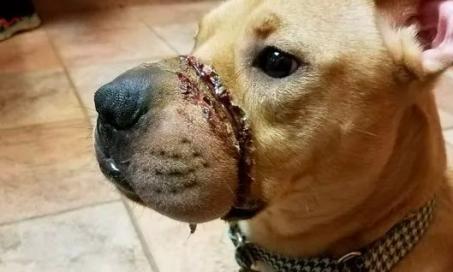 Pit Bull Puppy Recovering After Enduring Horrific Abuse