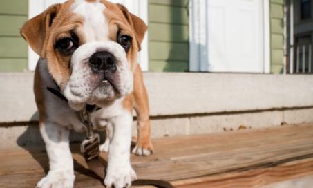 How to Keep a New Puppy From Peeing in the House