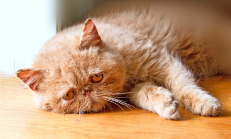 Ethanol Poisoning in Cats