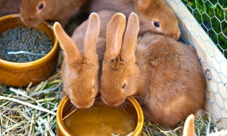 兔子过量尿和过度口渴