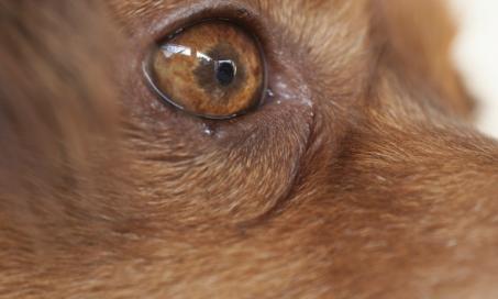what does it mean when a dogs eyes move back and forth