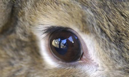 Eye Inflammation in Rabbits