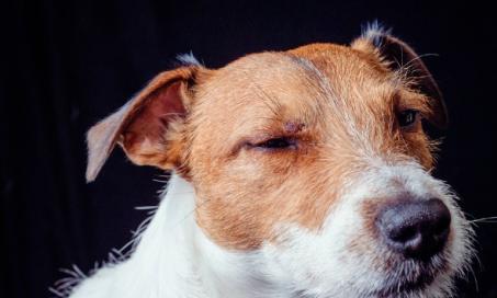 Eye Injuries in Dogs