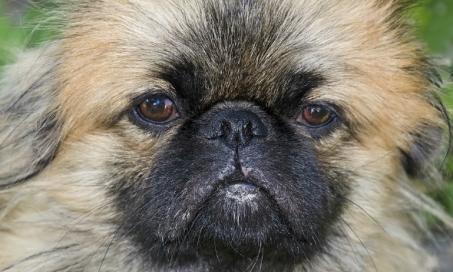 does the pekingese have infectious disease