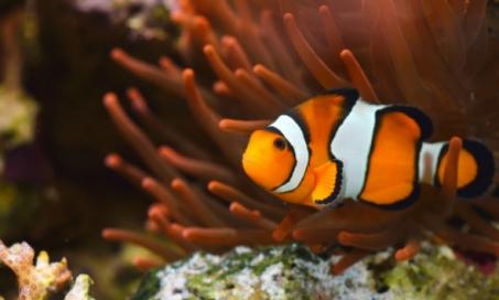 6 Facts About Clownfish