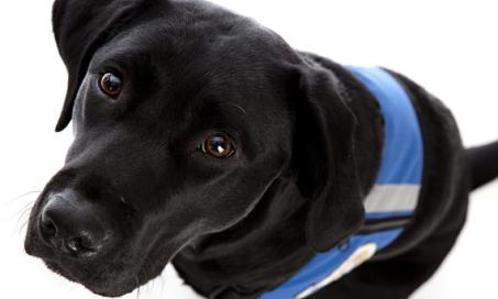 假服务犬:美国残疾人的一个问题