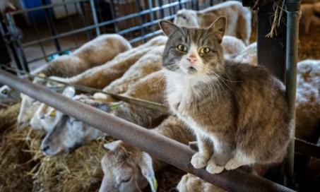 How to Best Care for Barn Cats